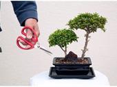 trusted online bonsai tree