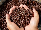 specialty coffee roaster manufacturer
