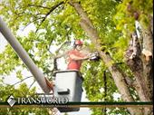 pre-qualified well known tree