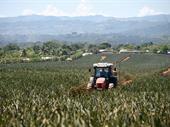 profitable pinneapple farm costa