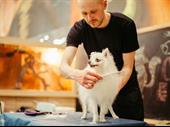 dog cat grooming metro