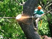 tree lawn pest control