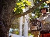 tree lawn pest control