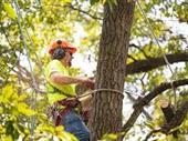 lifestyle-friendly green service business