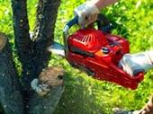 lifestyle-friendly green service business