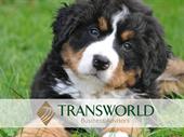 thriving dog boarding facility