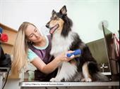 reputable trusted dog grooming
