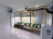 network of cannabis shops