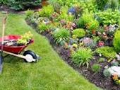 lawn maintenance tree service