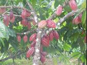 busy cacao farm teak