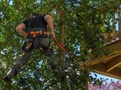 arborist business highly profitable