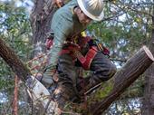 sth-west wa arborist business