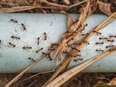 66-year-old central florida pest