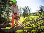tree lawn pest control