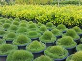 wholesale nursery for sale
