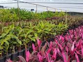 wholesale nursery for sale