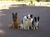 melbourne s go-to dog