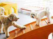 turnkey pet resort absentee-owned
