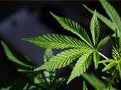 turn key cannabis dispensary