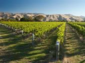 nz's wine heritage 1