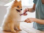 exceptional pet grooming pet