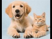 amazing pet supply grooming