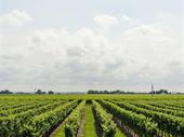 boutique wine business award-winning