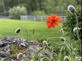 est landscaping business-idaho resort