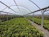 west sussex wholesale nursery