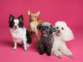 well-established pet groomers obedience