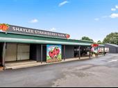 shaylee strawberries for sale