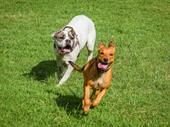 pet daycare boarding facility