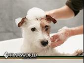 beautiful turn-key pet grooming