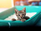 pet cat litter operating