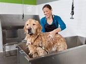 high-traffic dog grooming self-wash