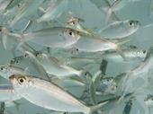 fishing bait route suburban