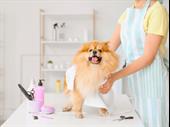 busy pet salon including