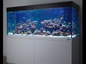 established aquarium maintenance business