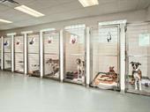 multi-branch pet care business