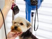 long standing pet grooming