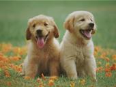 award-winning pet-sitting business north