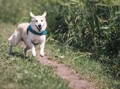 well established veterinary practice