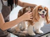 dog groomer pet store