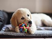profitable pet store airdrie