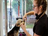profitable absentee-owned dog day