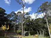 turnkey tree service business