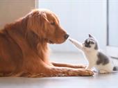 thriving pet boarding daycare