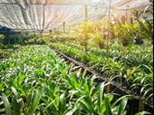 nursery landscaping maintenance services