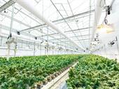 retail medical cannabis calhoun