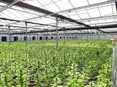retail medical cannabis bay